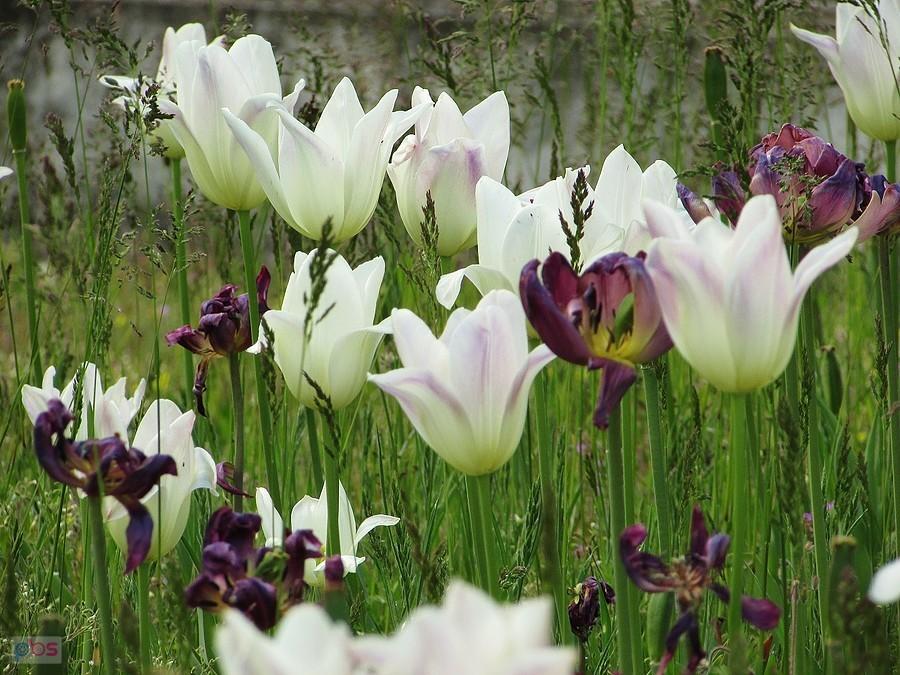 Białe tulipany przy Arsenale