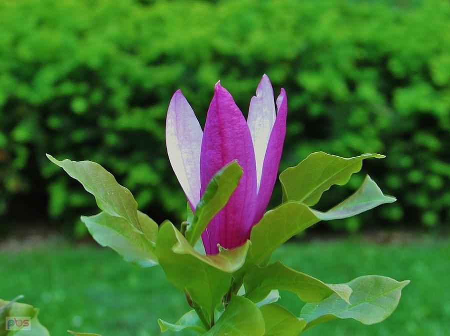 Ostatni kwiat magnolii