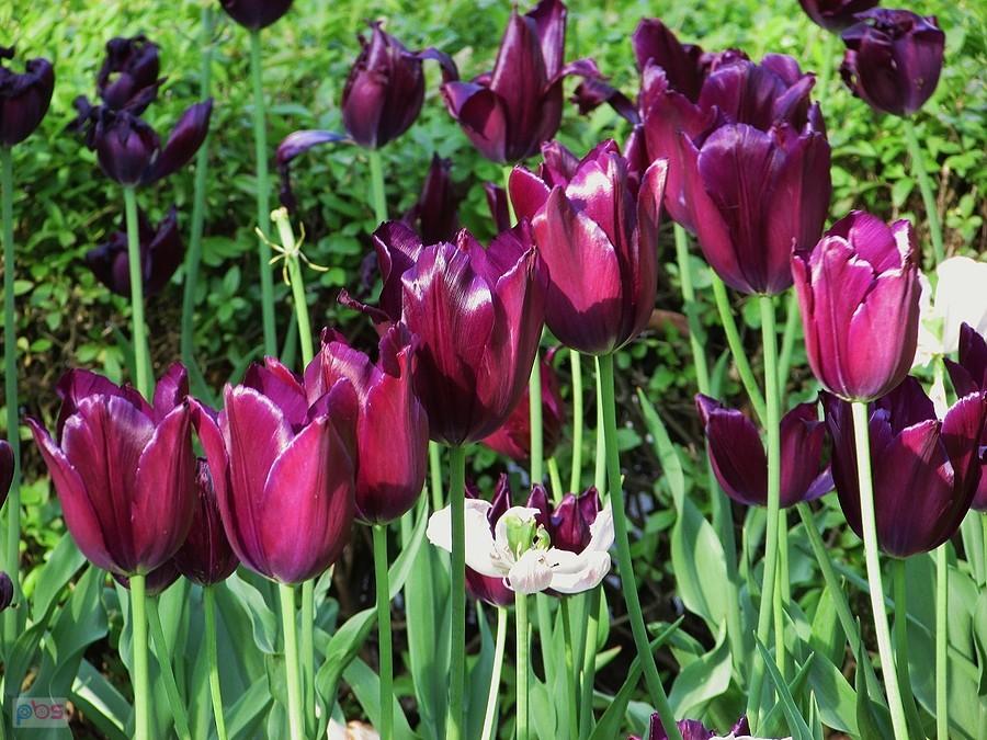 Tulipany fioletowo-cyklamenowe