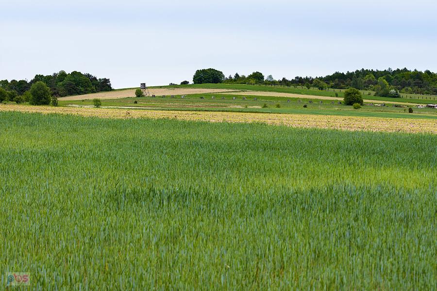 Widok na pola w Zaborzu
