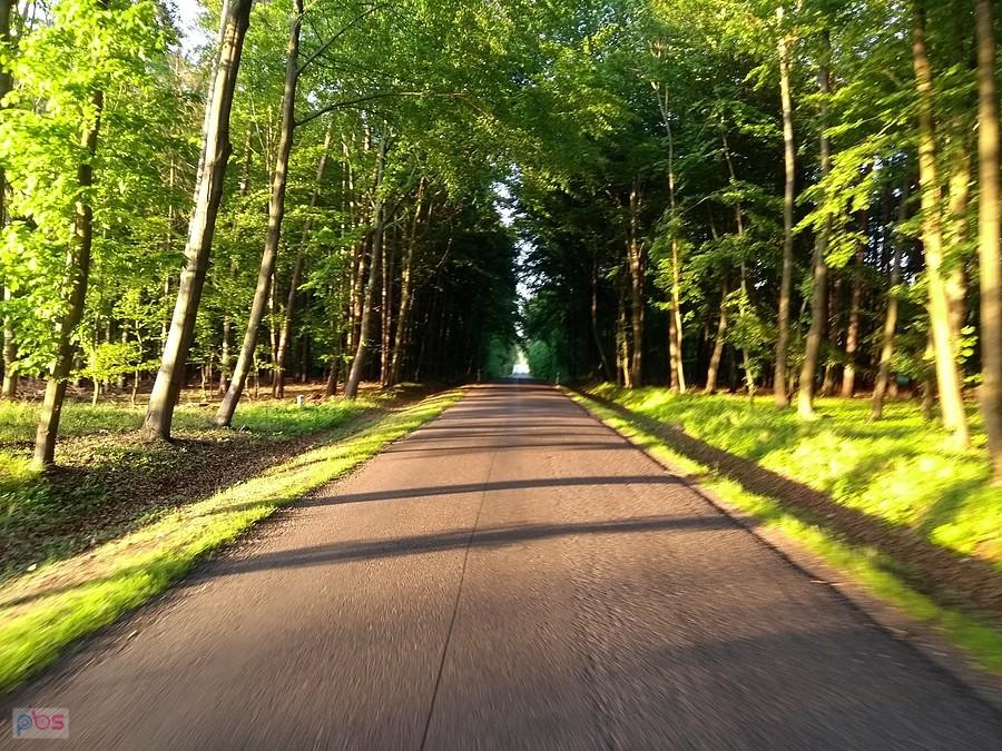 Rudziniec, lasy