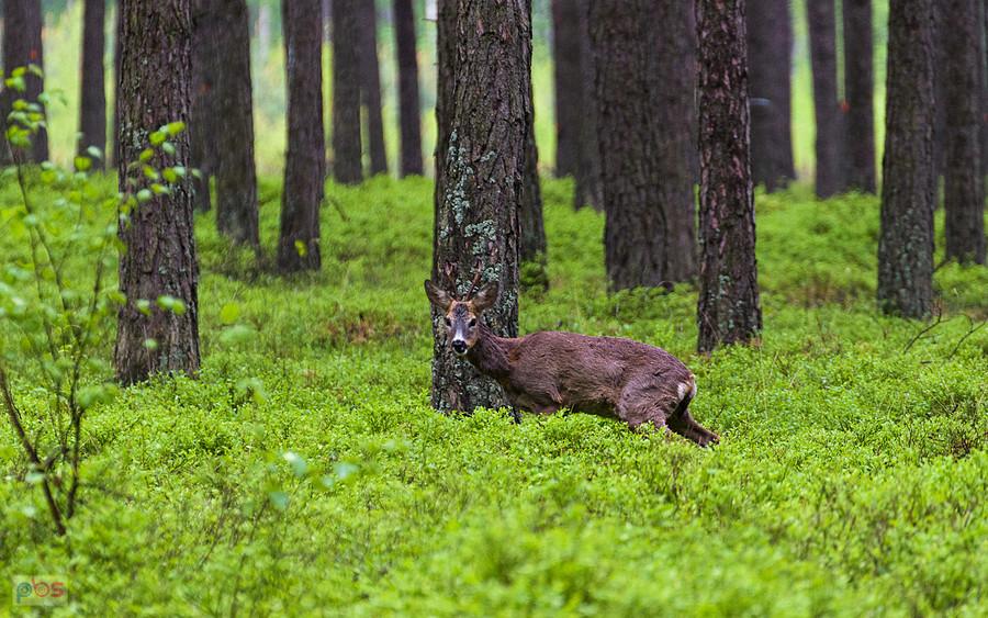 Dłuższa wymiana spojrzenia