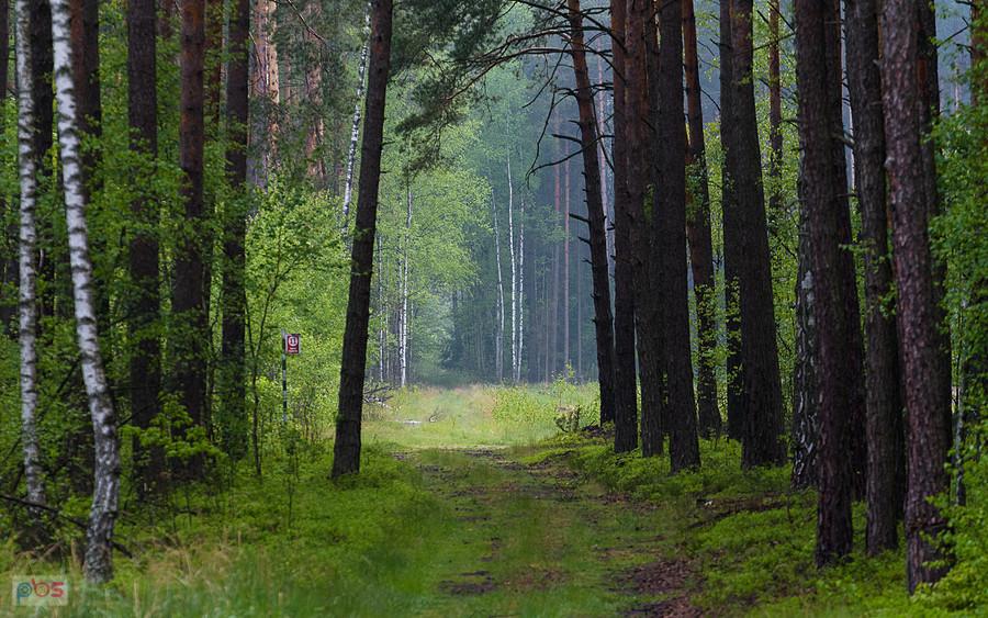 Odcinek zarośniętej drogi za plecami