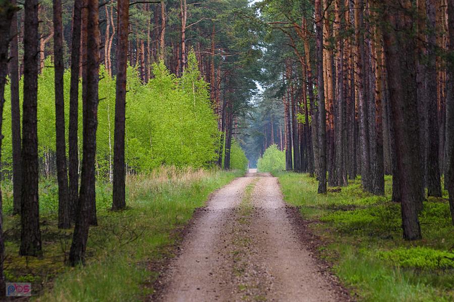Szutrowy leśny szlak w kierunku Rezerwatu Sokole Góry