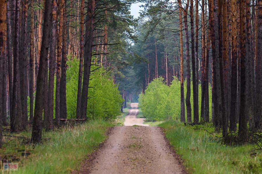 Szutrowa droga prowadząca w kierunku Rezerwatu Sokole Góry w Olsztynie