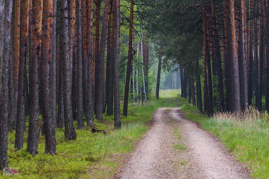 Widok za plecami - droga z Sokolich Gór