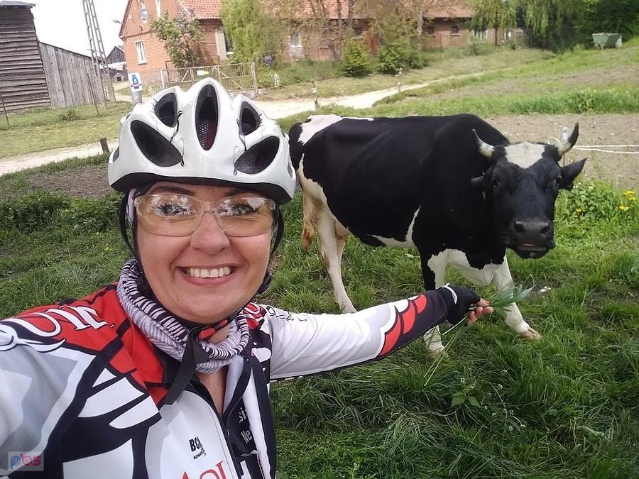 Selfie z krową na wsi