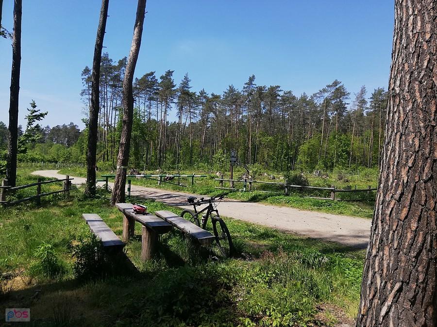 Las Szczawiński