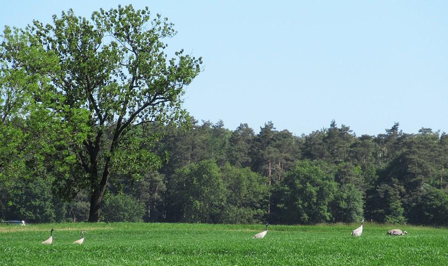 Stado żurawi w oddal