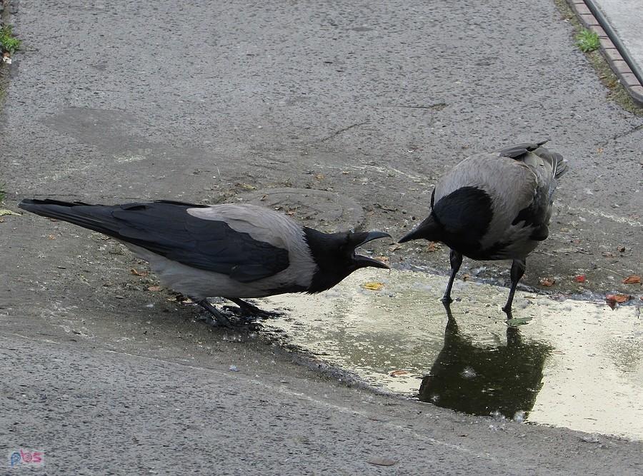 No i gotowe, można nakarmić pisklaka
