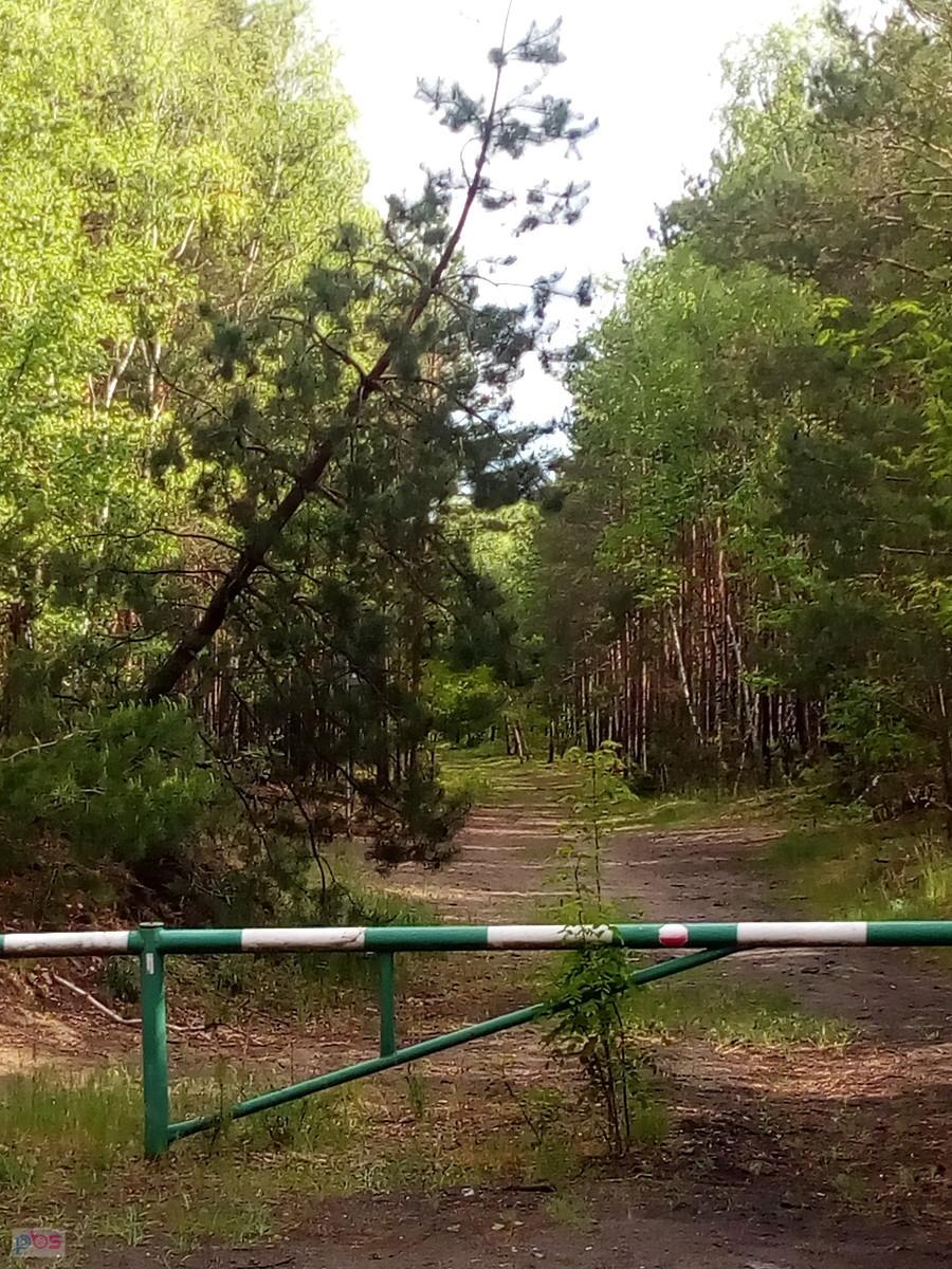 Puszcza Kampinoska