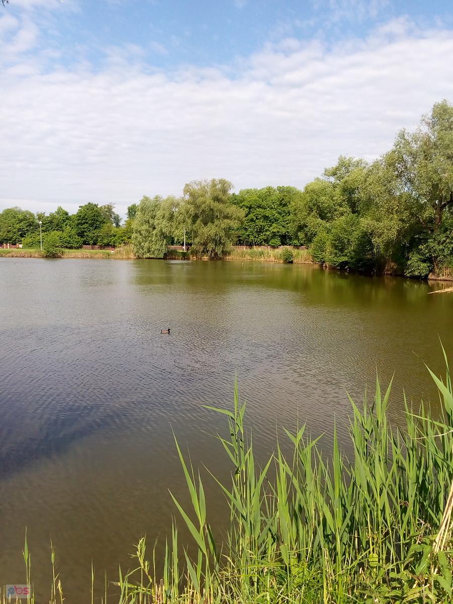 Staw w Zielonkach