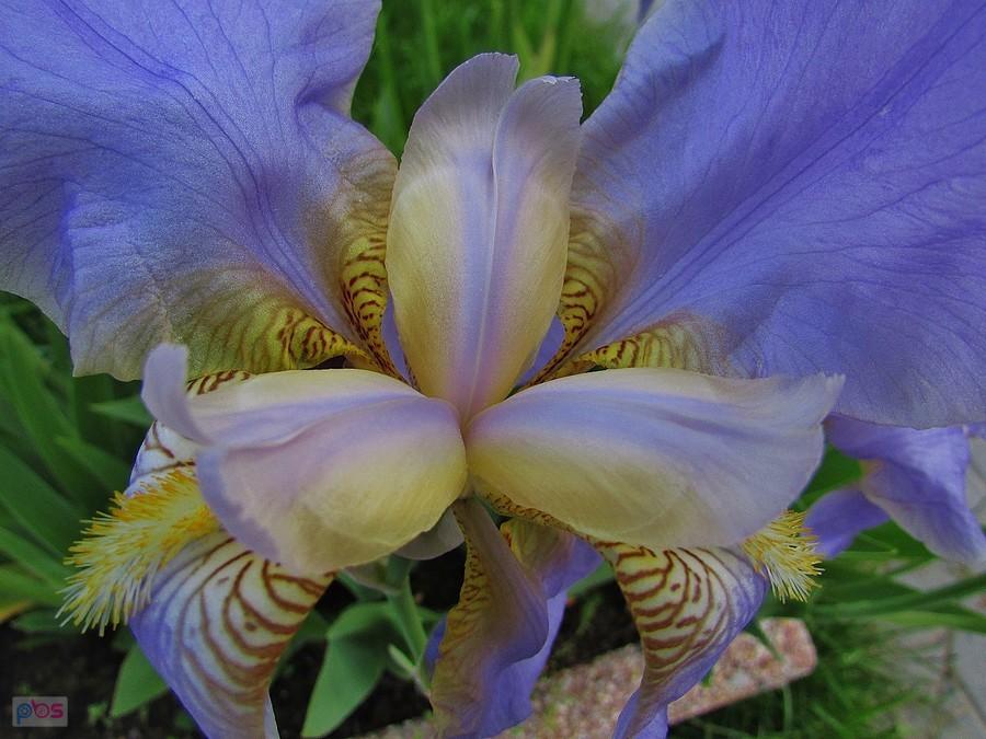 Iris germanica
