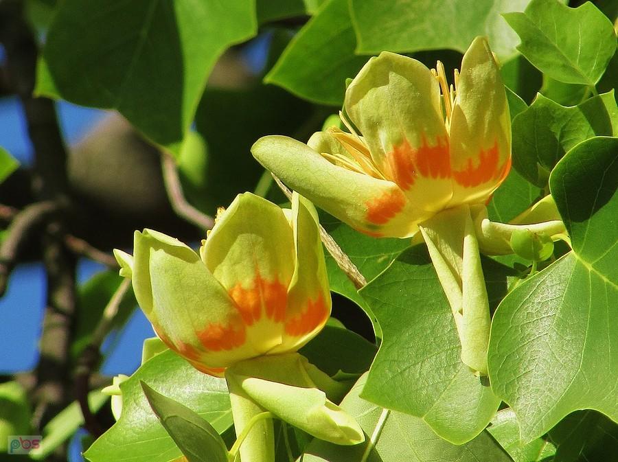 Kwiaty tulipanowca