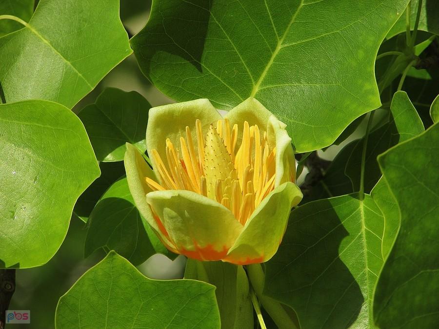 Tulipanowiec z Ogrodu Krasińskich