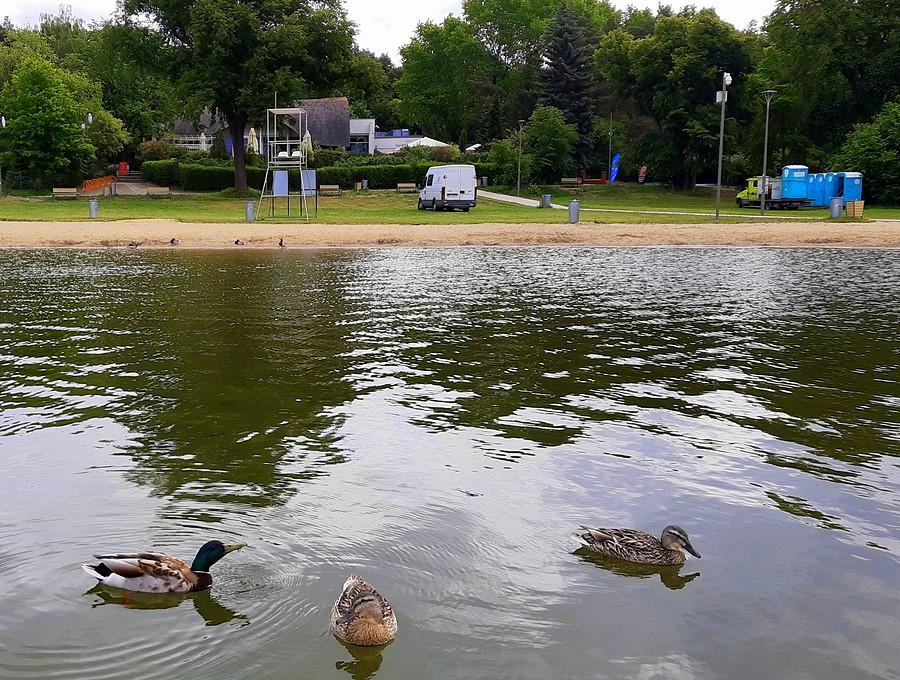 Plaża pod opieką kaczek, Jezioro Lusowskie, Poznań