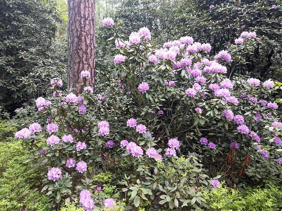 Rododendrony I