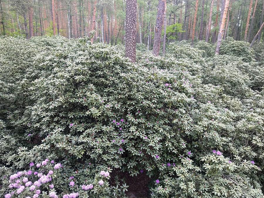 Rododendrony II