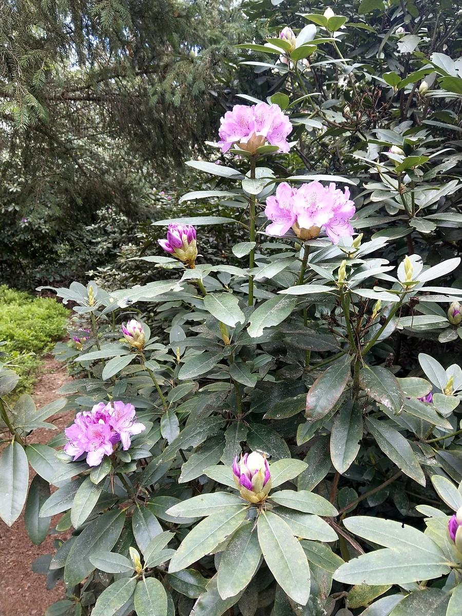 Rododendrony III