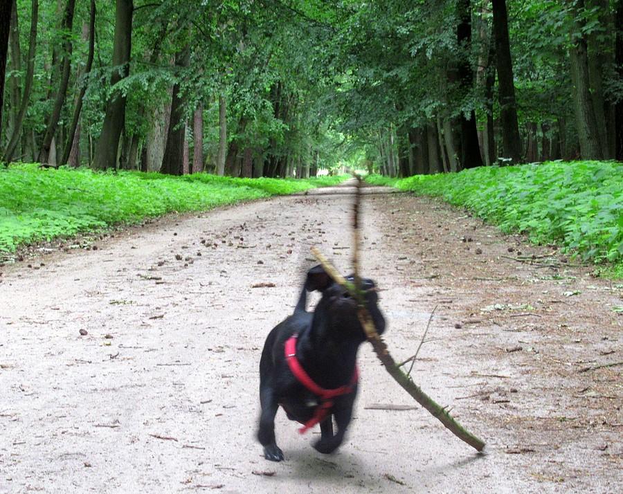 Zabawa z patyczkiem z prędkością światła