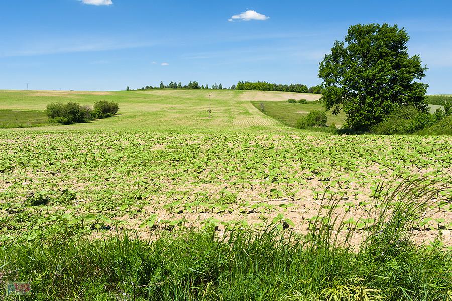 Pola w Lusławicach