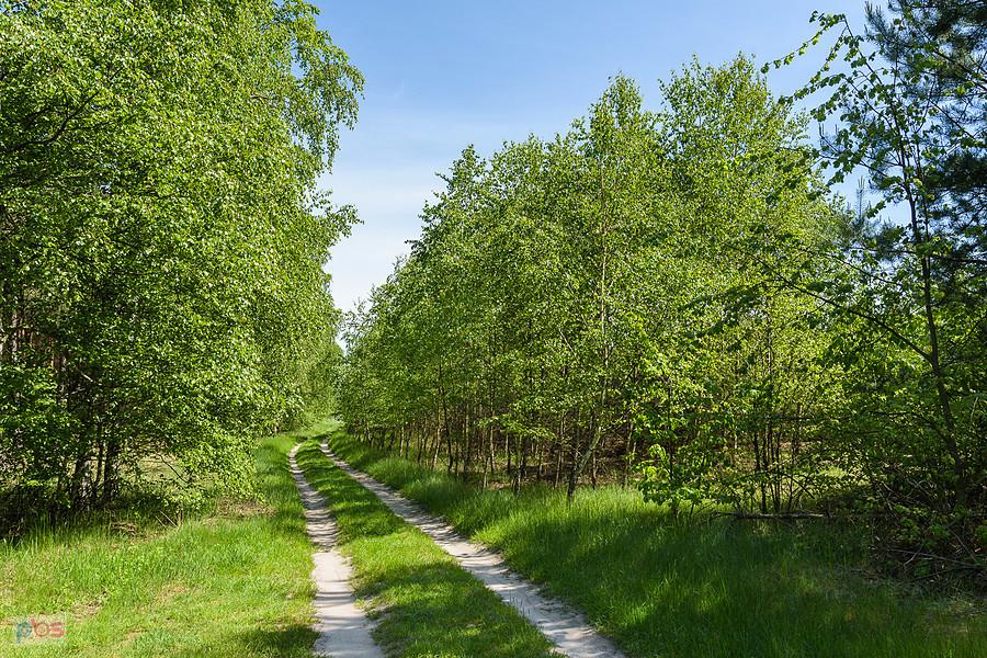Zielony odcinek drogi pomiędzy Zalesicami i Staropolem