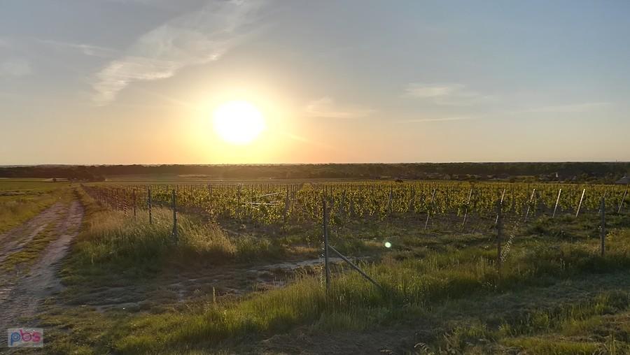 Wieczorne słońce nad polem winorośli