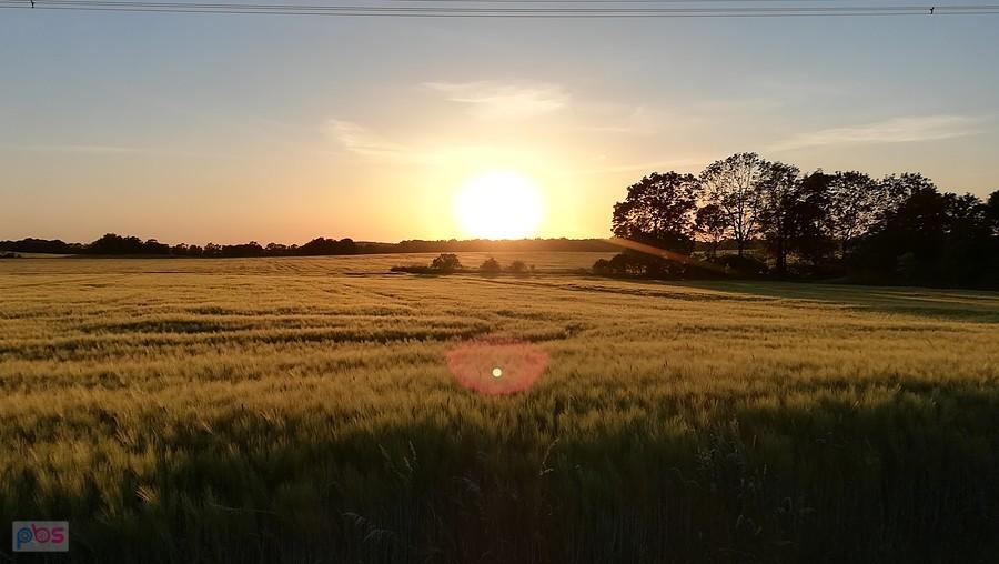 Zachodzące słońce nad polem zboża