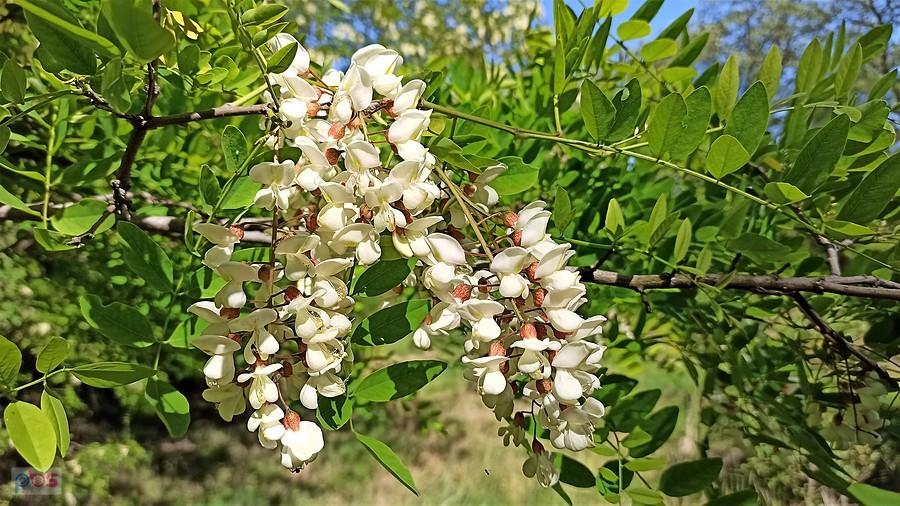 Robinia akacjowa, grochodrzew akacjowy, robinia biała