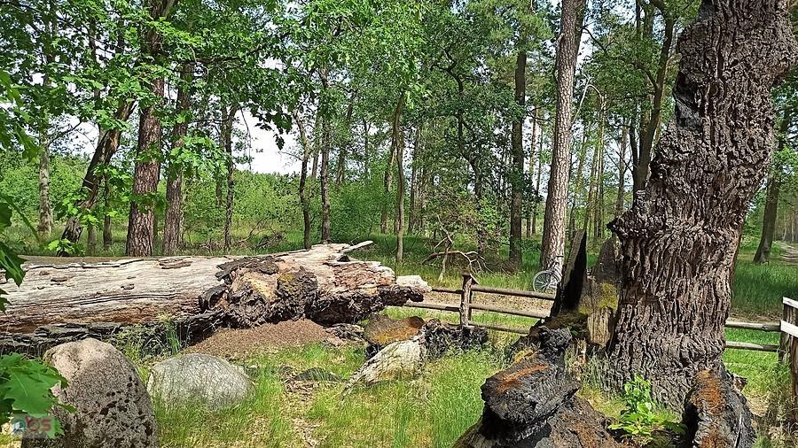 Pozostałości po 300-letnim podpalonym dębie i dwa pamiątkowe kamienie