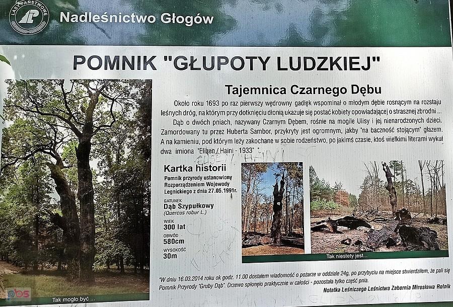 Tablica przy Czarnym Dębie w Zagajniku Elizy