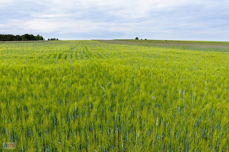 Pola w Lusławicach