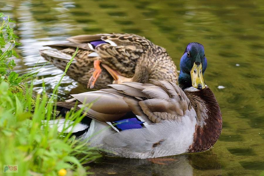 Zauważył fotografa :)