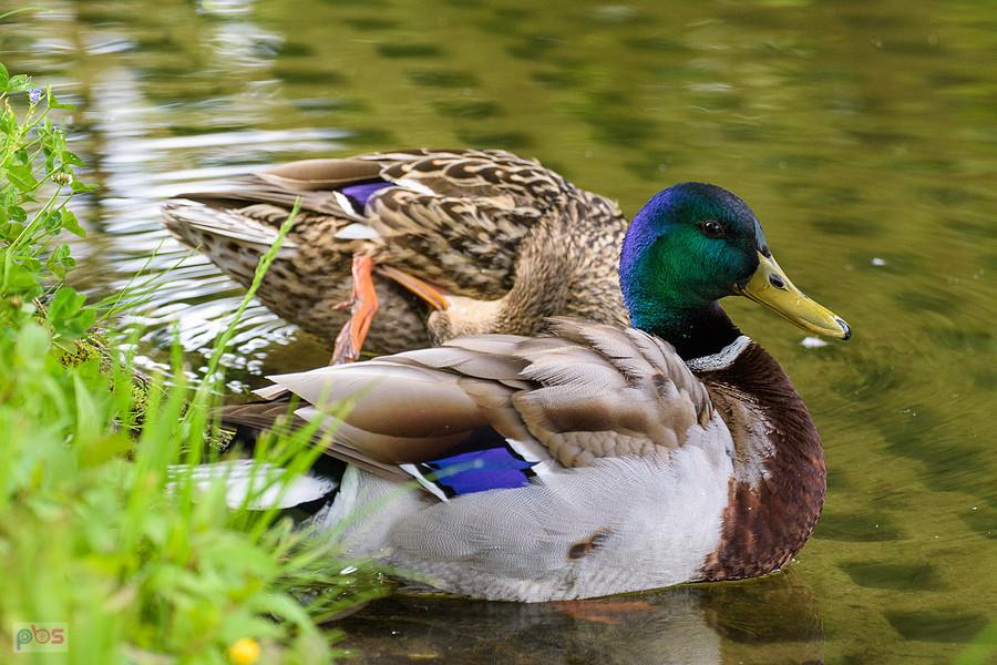 Do póki nie wyjąłem bułki, po mimo niewielkiej odległości nawet się mną nie interesowały