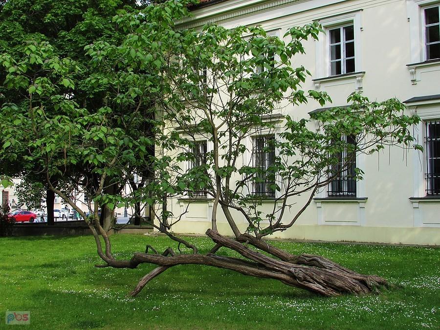 Surmia przy placu Krasińskich