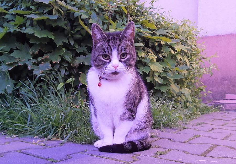 Kot rasy osiedlowej :)