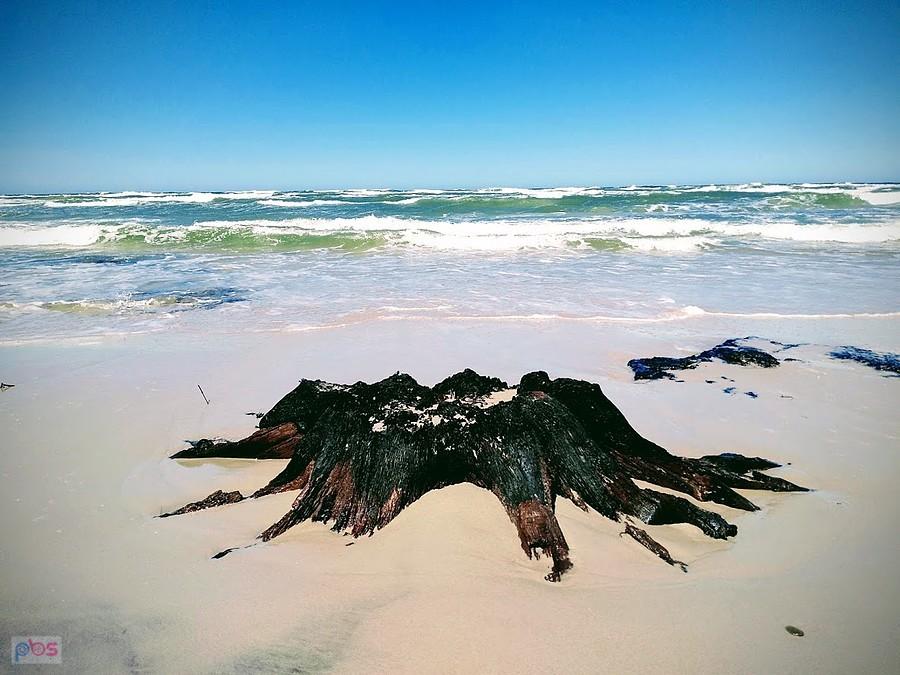 Dryfujące drewno na plaży
