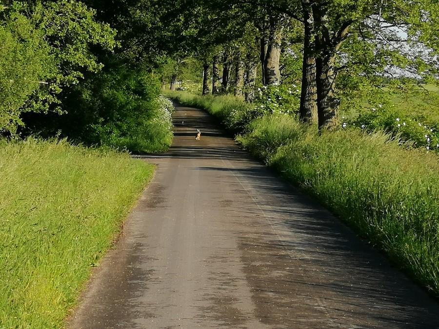Zając pozujący do zdjęcia.