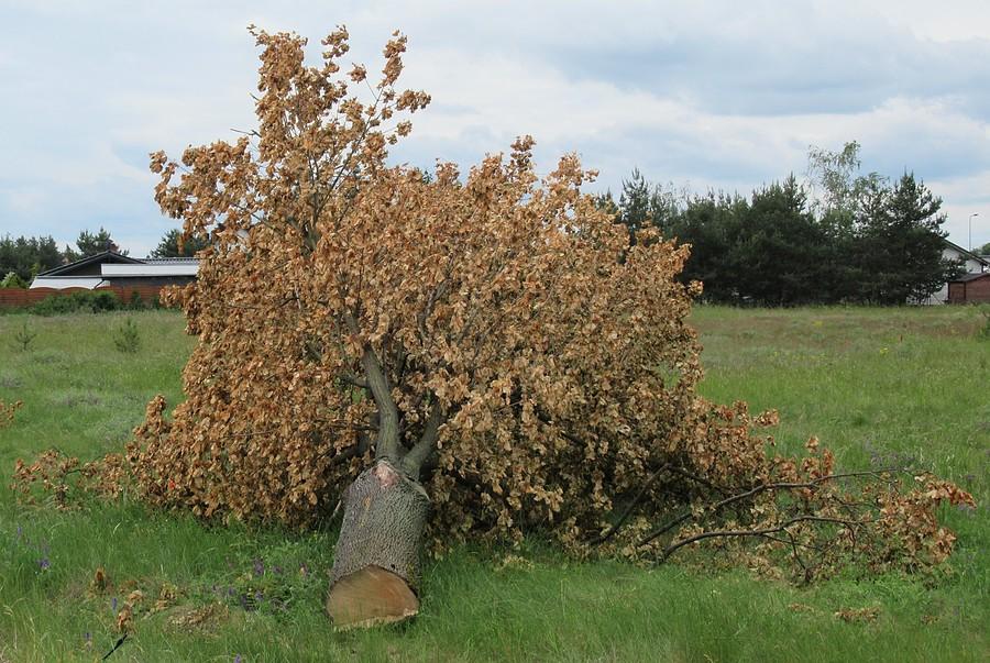 Zdrowe, dorodne drzewa pod toporem (trasa Dymaczewo - Łódź)
