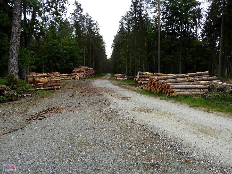 Trwa regularna rzeź lasów - widok spod Stolca.