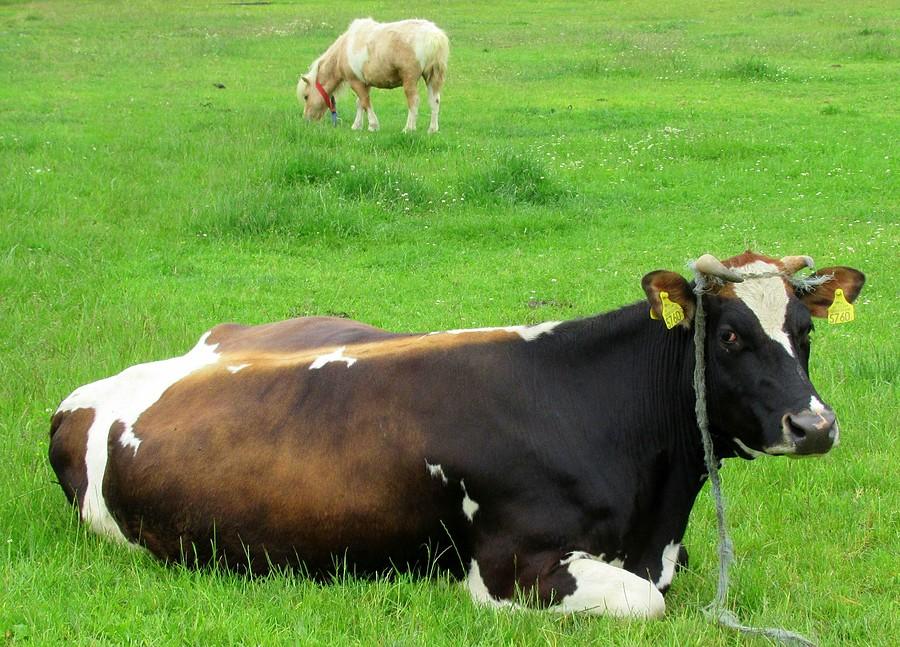 Krowa jako tako zainteresowana, kuc ma ciekawsze zajęcie