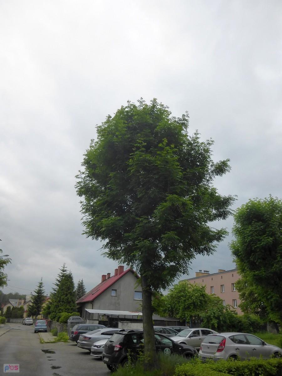 Zabrze, ul. Akacjowa