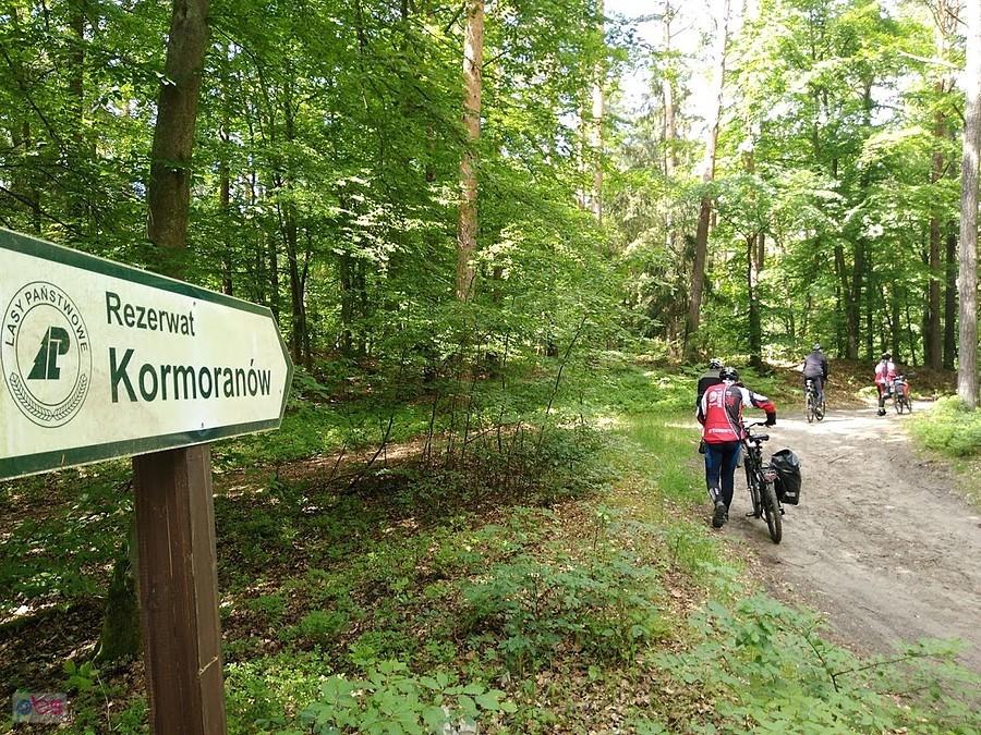 W rezerwacie kormoranów
