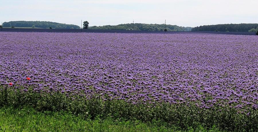 Prawdopodobnie facelia błękitna