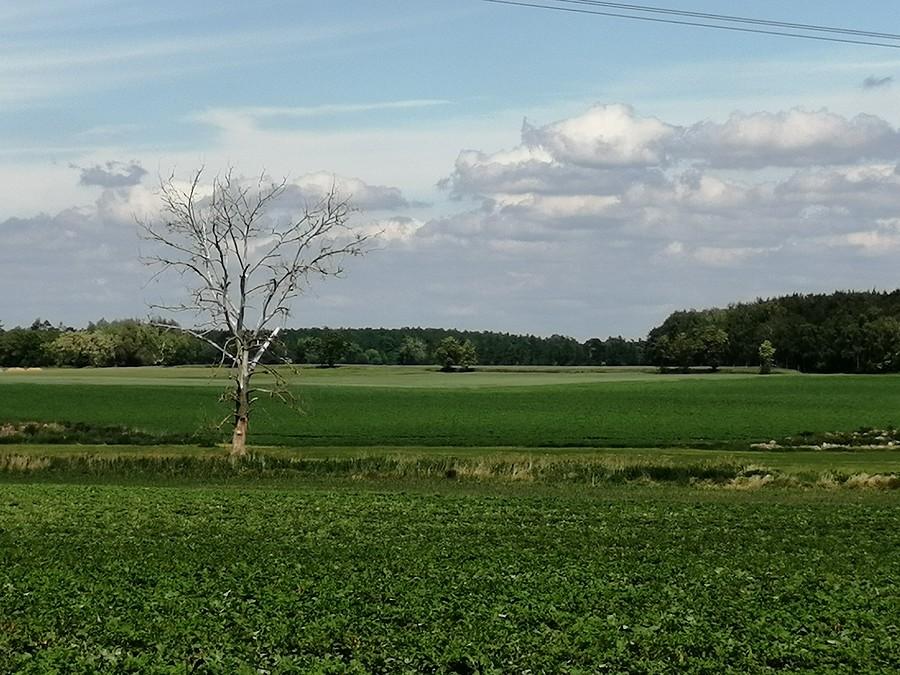 Samotne drzewo.