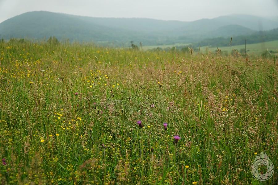 klasycznie- łąki nad Bednarką