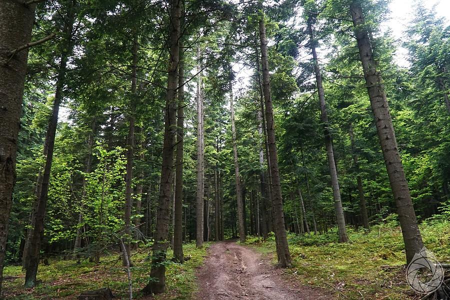 stroma,leśna droga nad Brzezową