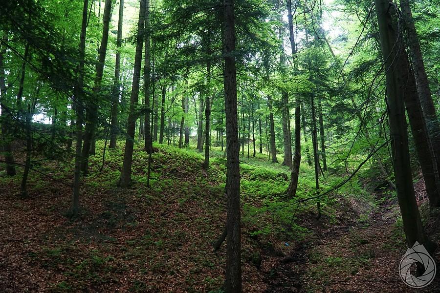 deszczowy las niskobeskidzki