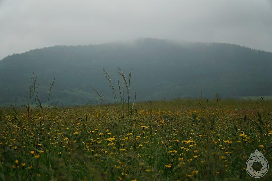 żółte pola nad Brzezową