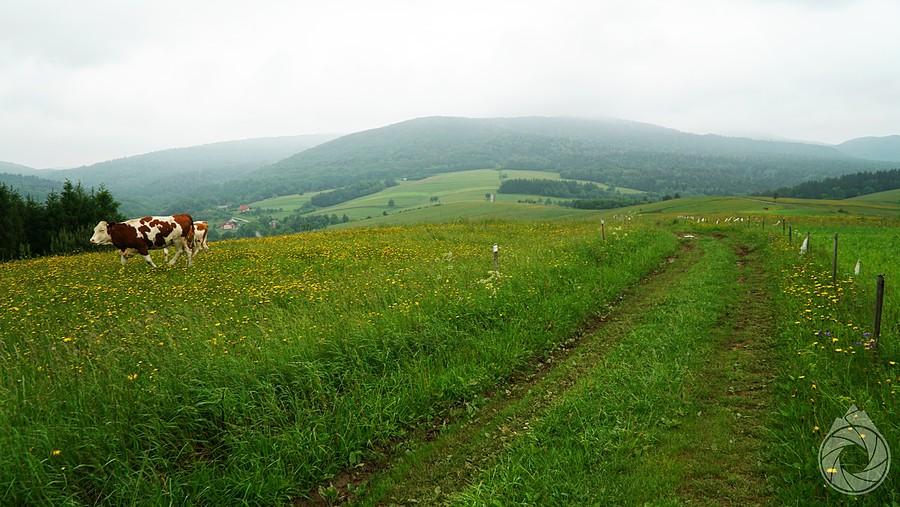 zjazd do wsi (Brzezowej) z gapiami